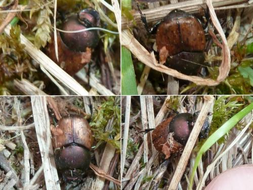 Onthophagus coenobita